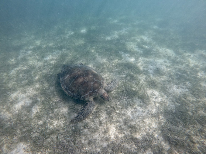 Jūrų vėžlys Akumalyje