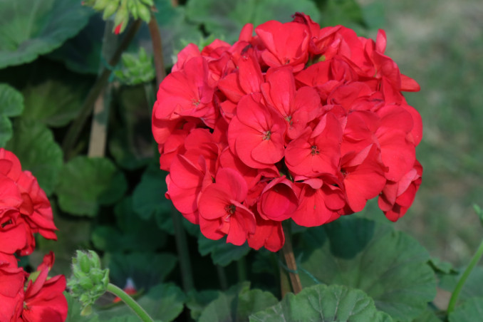 Klasikinės pelargonijos