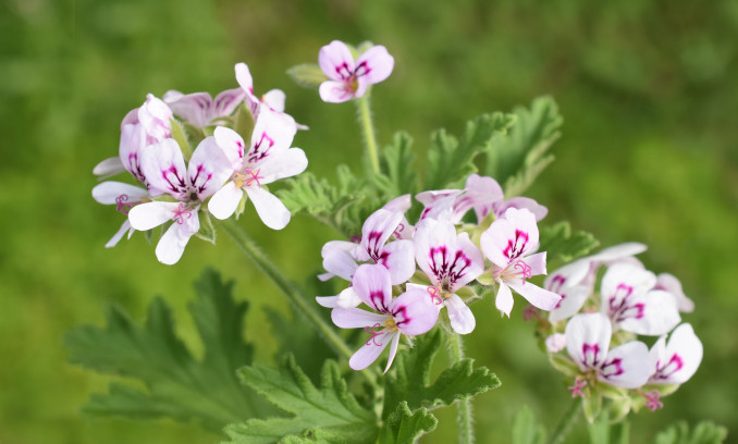Kvapiosios pelargonijos