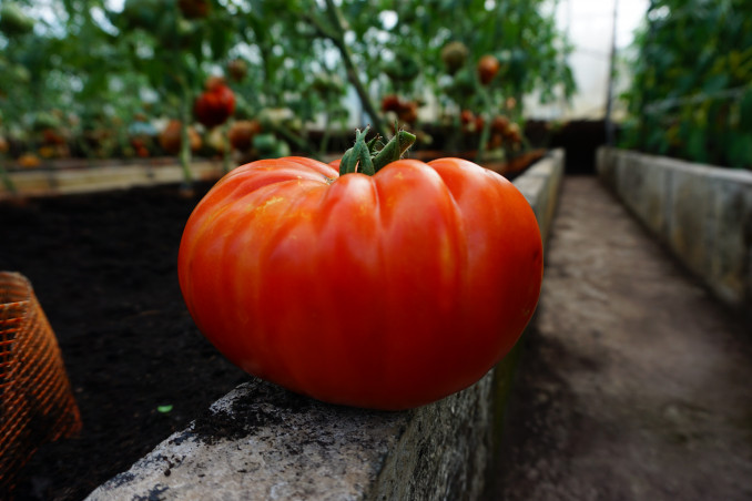 „Buffalosteak H“